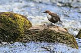 White-throated Dipper